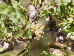 Melaleuca pauciflora