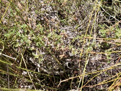 Melaleuca pauciflora