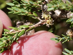 Melaleuca pauciflora