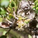 Melaleuca pauciflora - Photo 由 Keith Morris 所上傳的 (c) Keith Morris，保留部份權利CC BY-NC