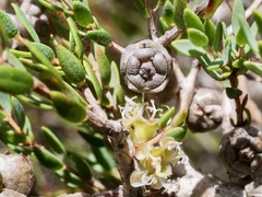Melaleuca pauciflora