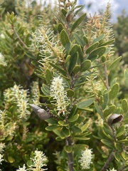 Orites lancifolius
