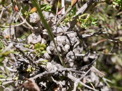 Melaleuca pauciflora