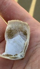 Crassula aequilatera