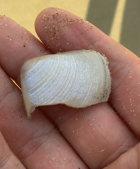 Crassula aequilatera