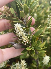 Orites lancifolius