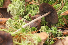 Psilocybe fuscofulva