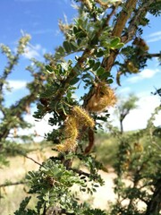 Ormocarpum trichocarpum