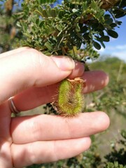 Ormocarpum trichocarpum