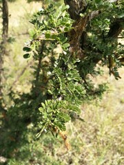 Ormocarpum trichocarpum