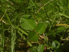 Desmodium molliculum