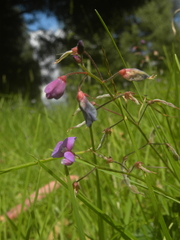 Desmodium molliculum
