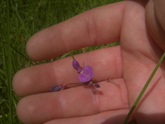 Desmodium molliculum