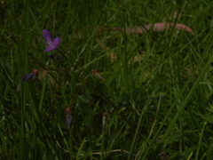 Desmodium molliculum