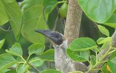 Philemon buceroides yorki