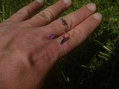 Desmodium molliculum