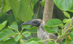 Philemon buceroides yorki