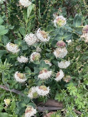 Pimelea ligustrina