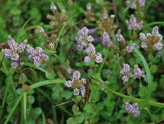Rotala rotundifolia
