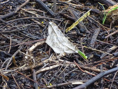 Chiasmia simplicilinea