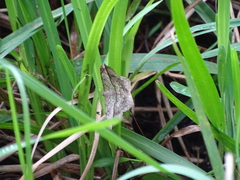 Chiasmia simplicilinea