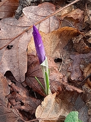 Crocus neglectus