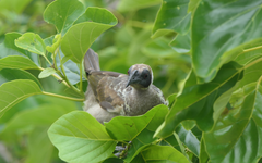 Philemon buceroides yorki