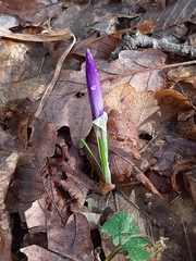 Crocus neglectus