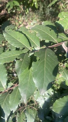 Laurus nobilis