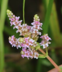 Rotala rotundifolia