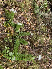 Veronica vernicosa