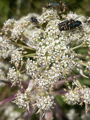 Aciphylla glacialis