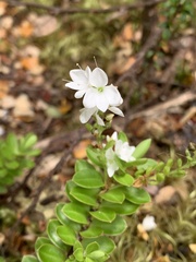 Veronica vernicosa