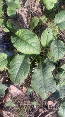 Symphytum grandiflorum