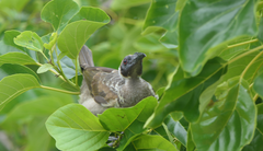 Philemon buceroides yorki