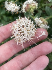 Pimelea ligustrina