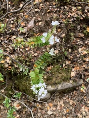 Veronica vernicosa