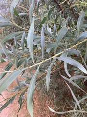 Acacia rubida
