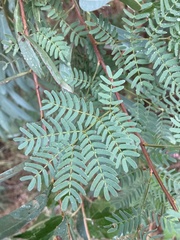 Acacia rubida