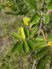 Combretum hereroense