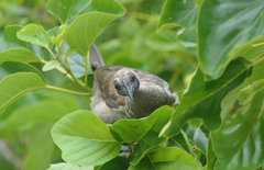 Philemon buceroides yorki