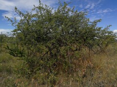 Combretum hereroense