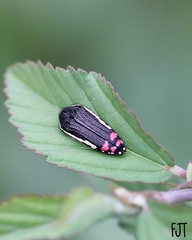Acmaeodera flavomarginata