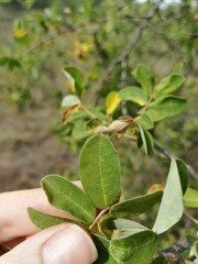 Combretum hereroense