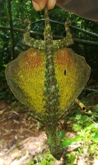 Draco blanfordii