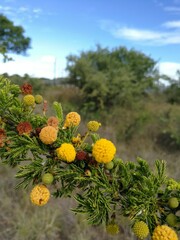 Vachellia permixta