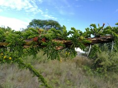 Vachellia permixta