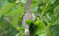 Philemon buceroides yorki