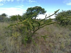 Vachellia permixta