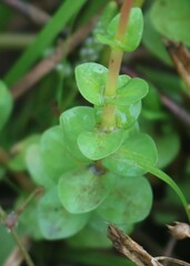 Rotala rotundifolia